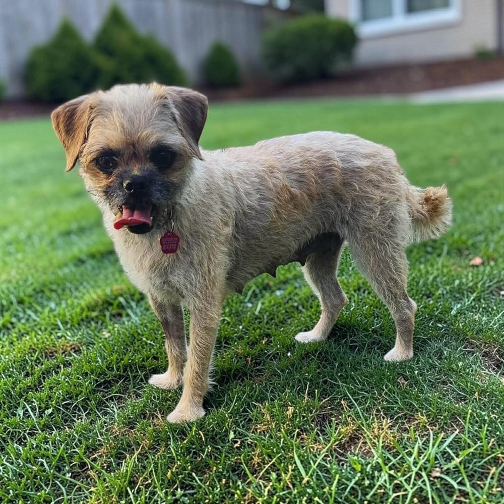 Enlarge Everest, a Adopted mixed breed in Mission Viejo, CA image 4/4