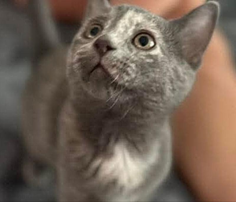 Puddles, Adopted, Young Female Dilute Tortoiseshell.