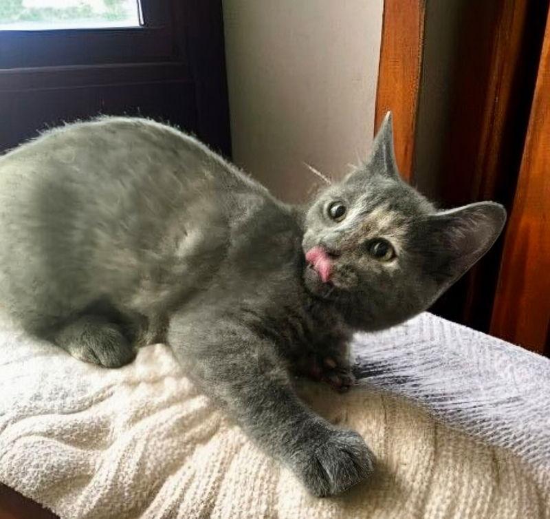 Enlarge Puddles, a Adopted Dilute Tortoiseshell in Knoxville, TN image 2/3