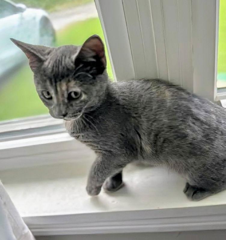 Enlarge Puddles, a Adopted Dilute Tortoiseshell in Knoxville, TN image 3/3