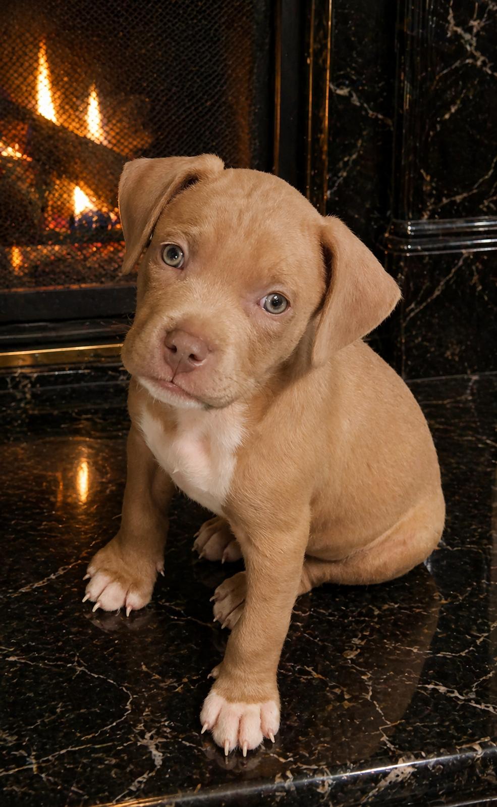 Tater, adopted, Puppy Male Terrier.