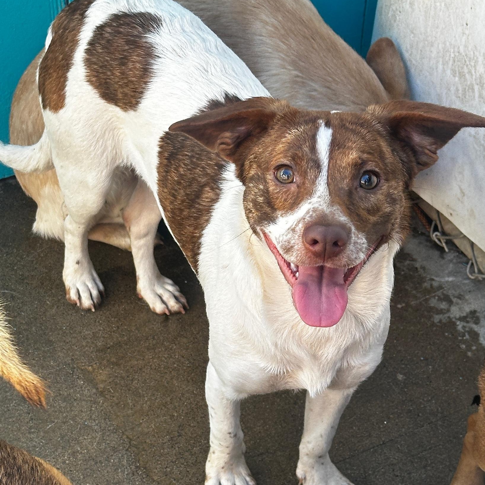 Paloma — thumbnail 2