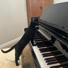 Barq's (root beer), Adoptable, Kitten Male Bombay.