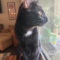 Enlarge Barq's (root beer), a Adoptable Bombay in Fresno, CA image 3/6