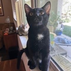 Enlarge Barq's (root beer), a Adoptable Bombay in Fresno, CA image 4/6