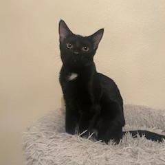 Barq's (root beer), Adoptable, Kitten Male Bombay.