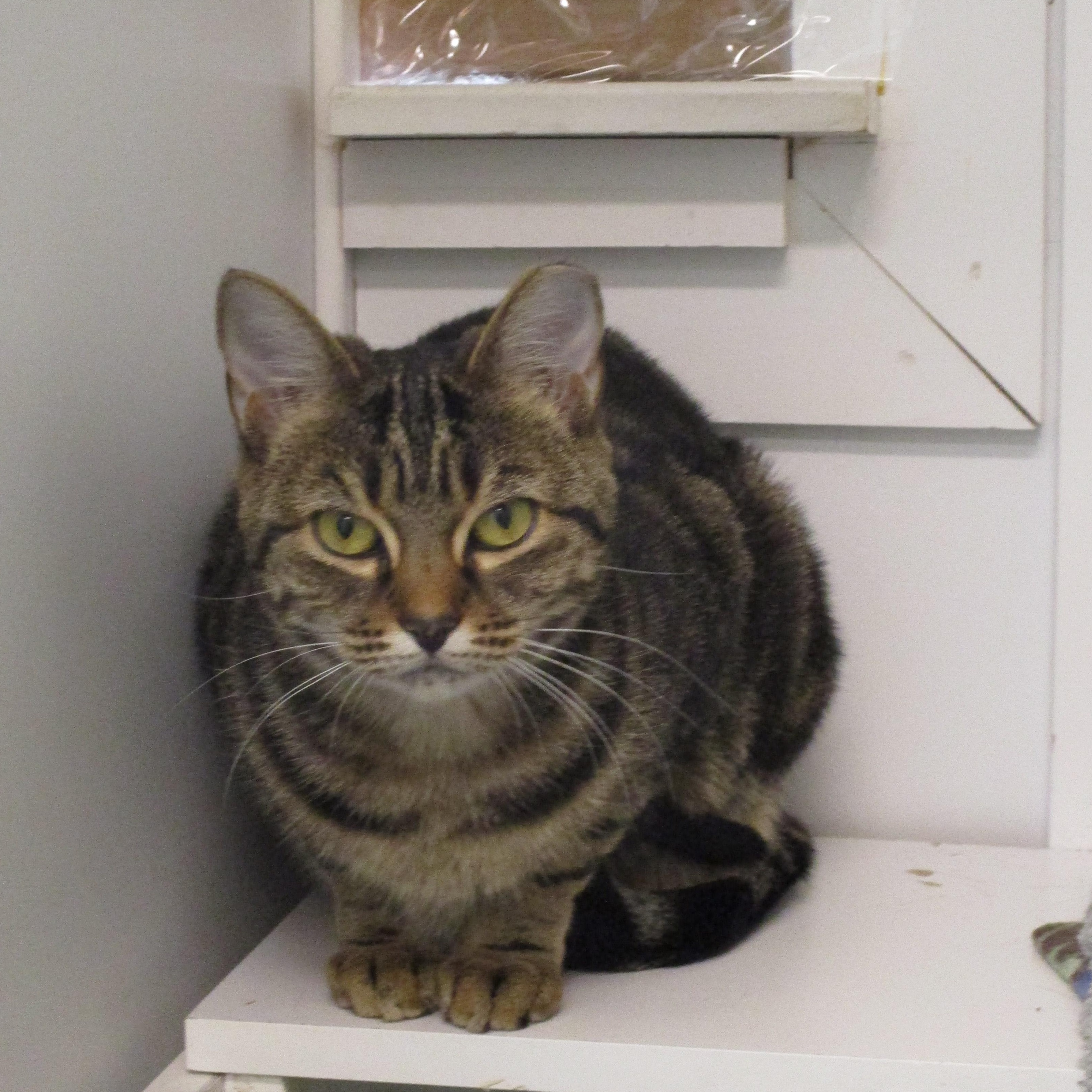Hailey, Adoptable, Adult Female Tabby.