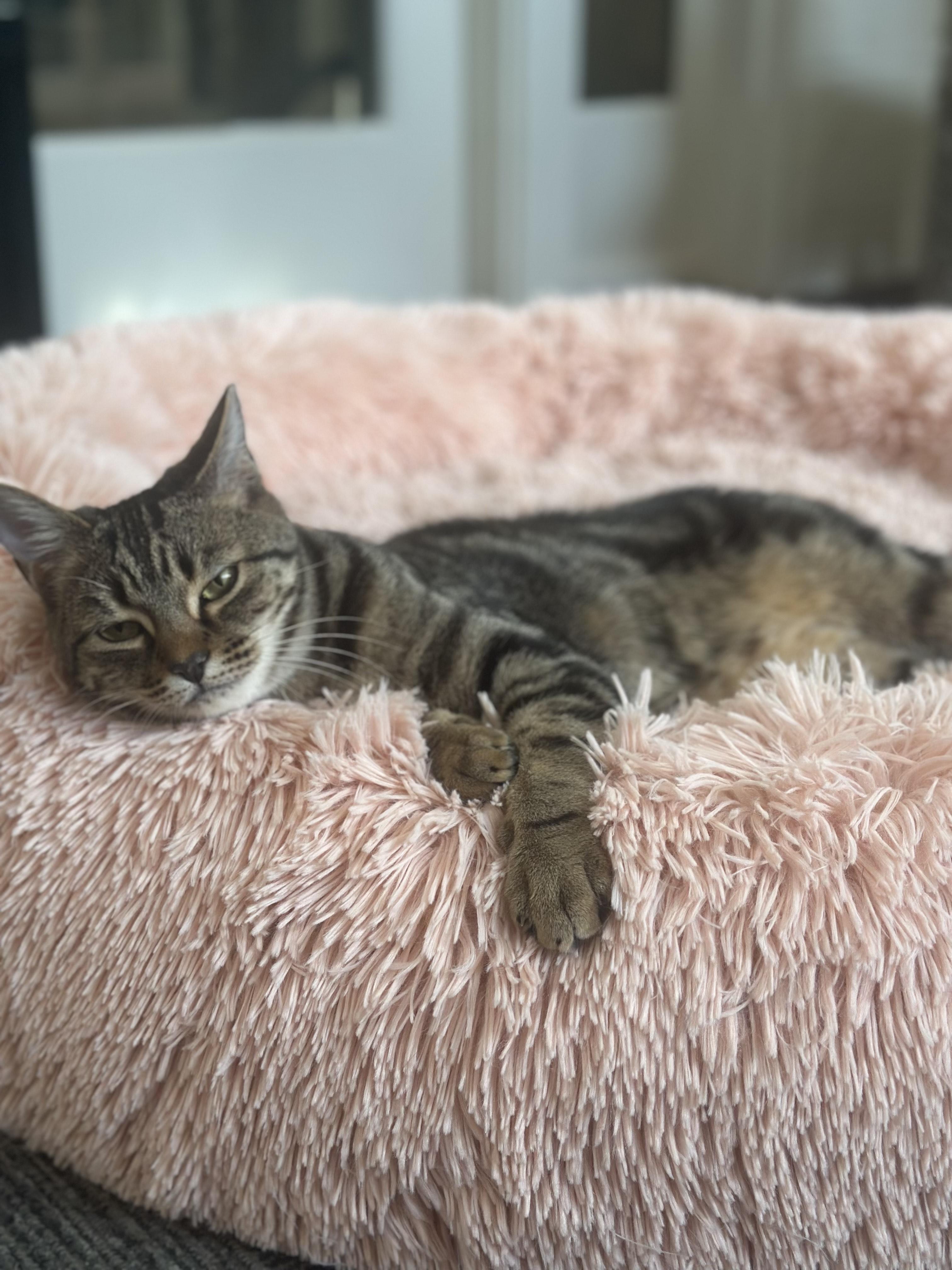 Hailey, a Adoptable Tabby in San Carlos, CA image 3/6