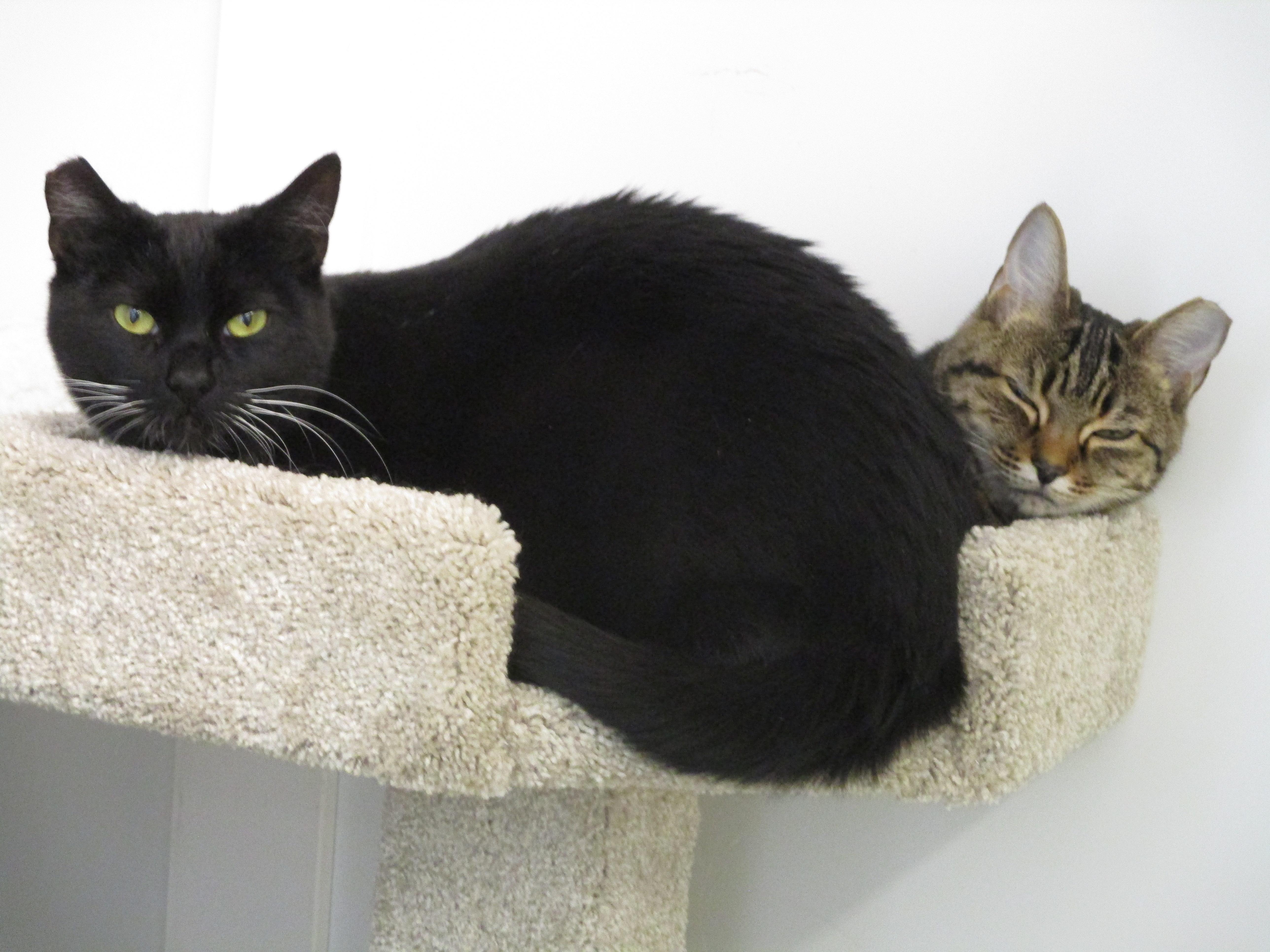 Hailey, a Adoptable Tabby in San Carlos, CA image 5/6