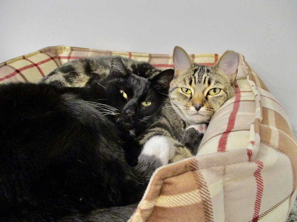 Hailey, a Adoptable Tabby in San Carlos, CA image 6/6