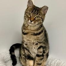Hailey, Adoptable, Young Female Tabby.