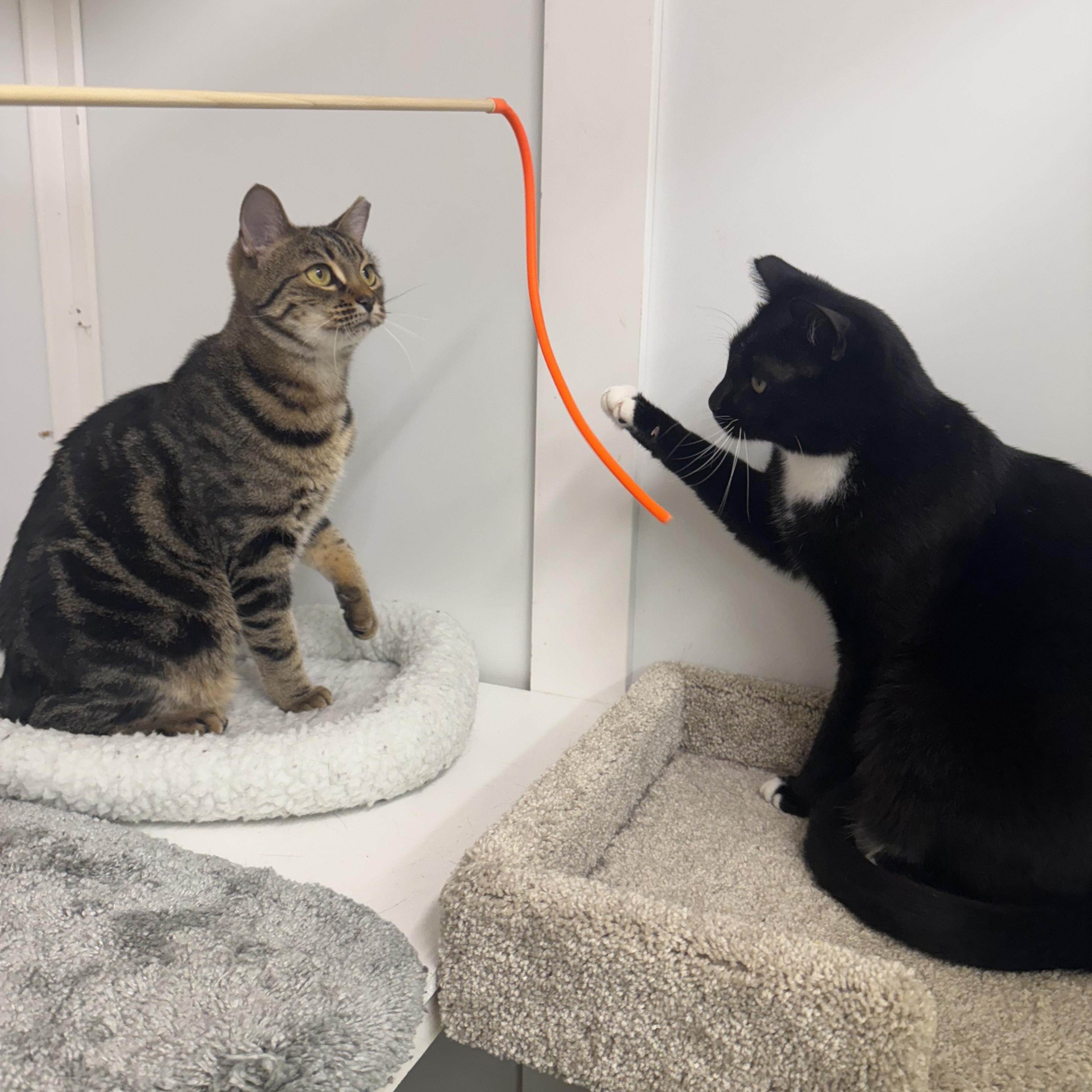 Hailey, a Adoptable Tabby in San Carlos, CA image 4/6