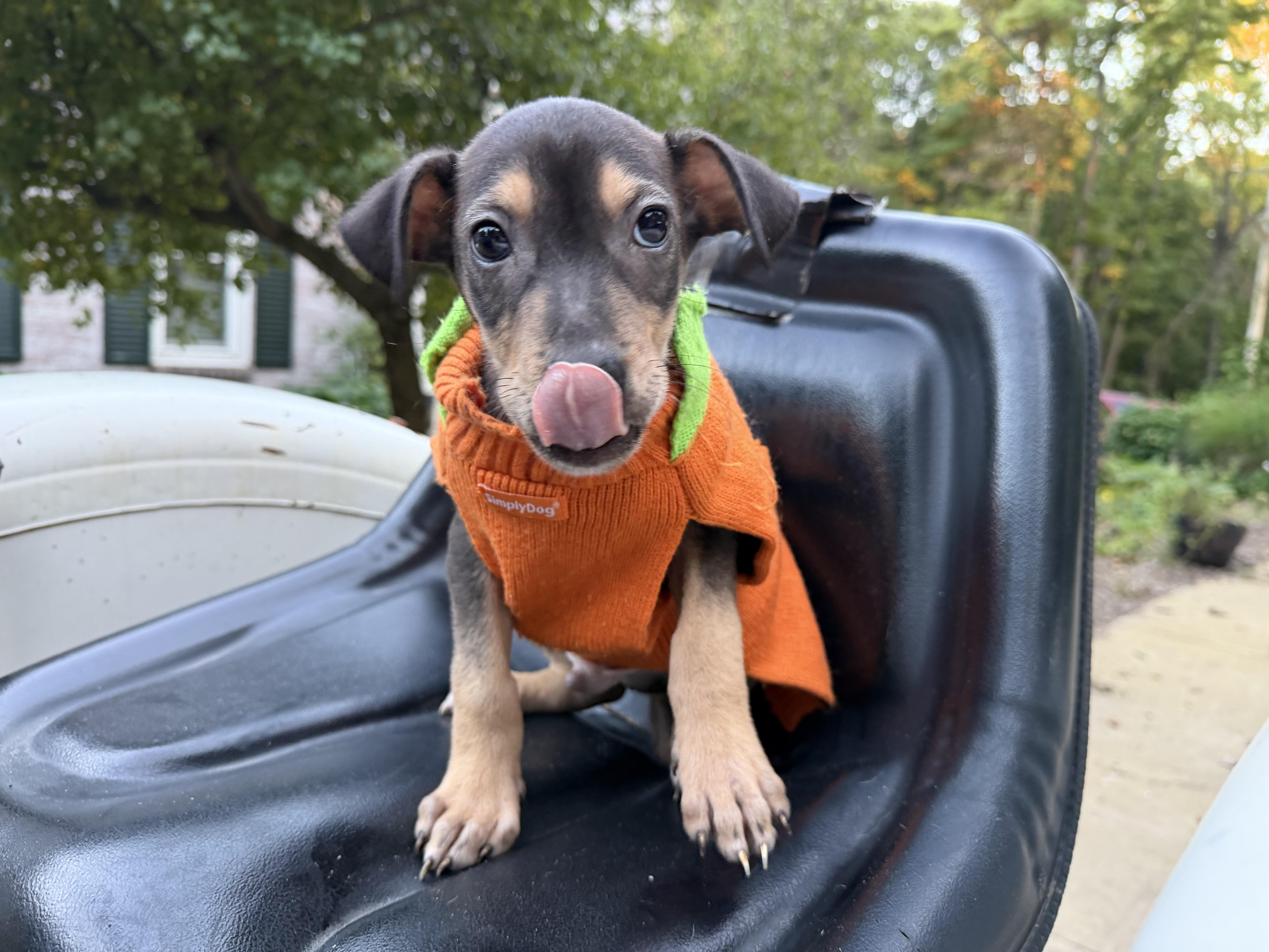 Enlarge Ritz, a Adoptable mixed breed in fennville, MI image 5/6
