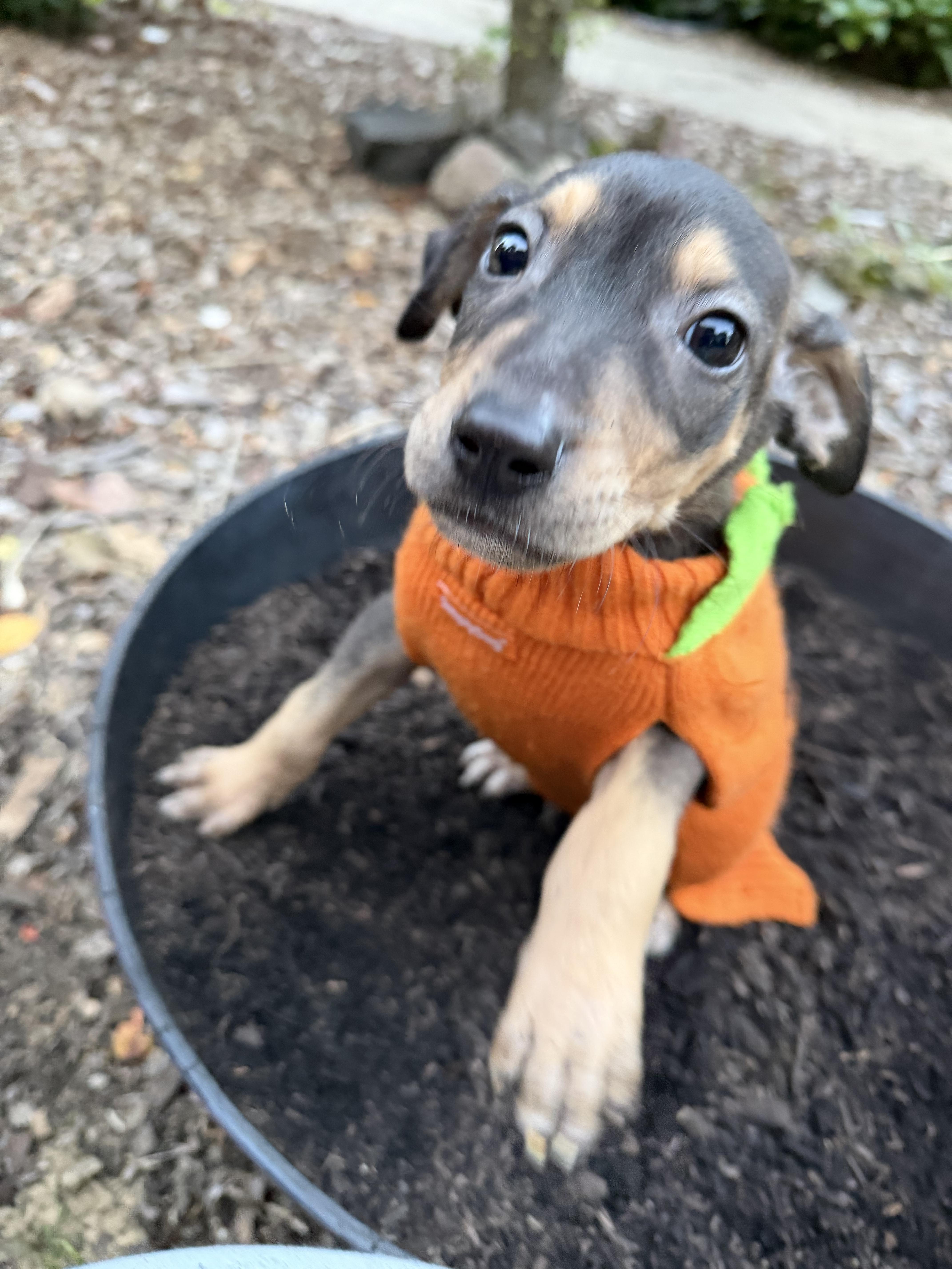 Enlarge Ritz, a Adoptable mixed breed in fennville, MI image 2/6