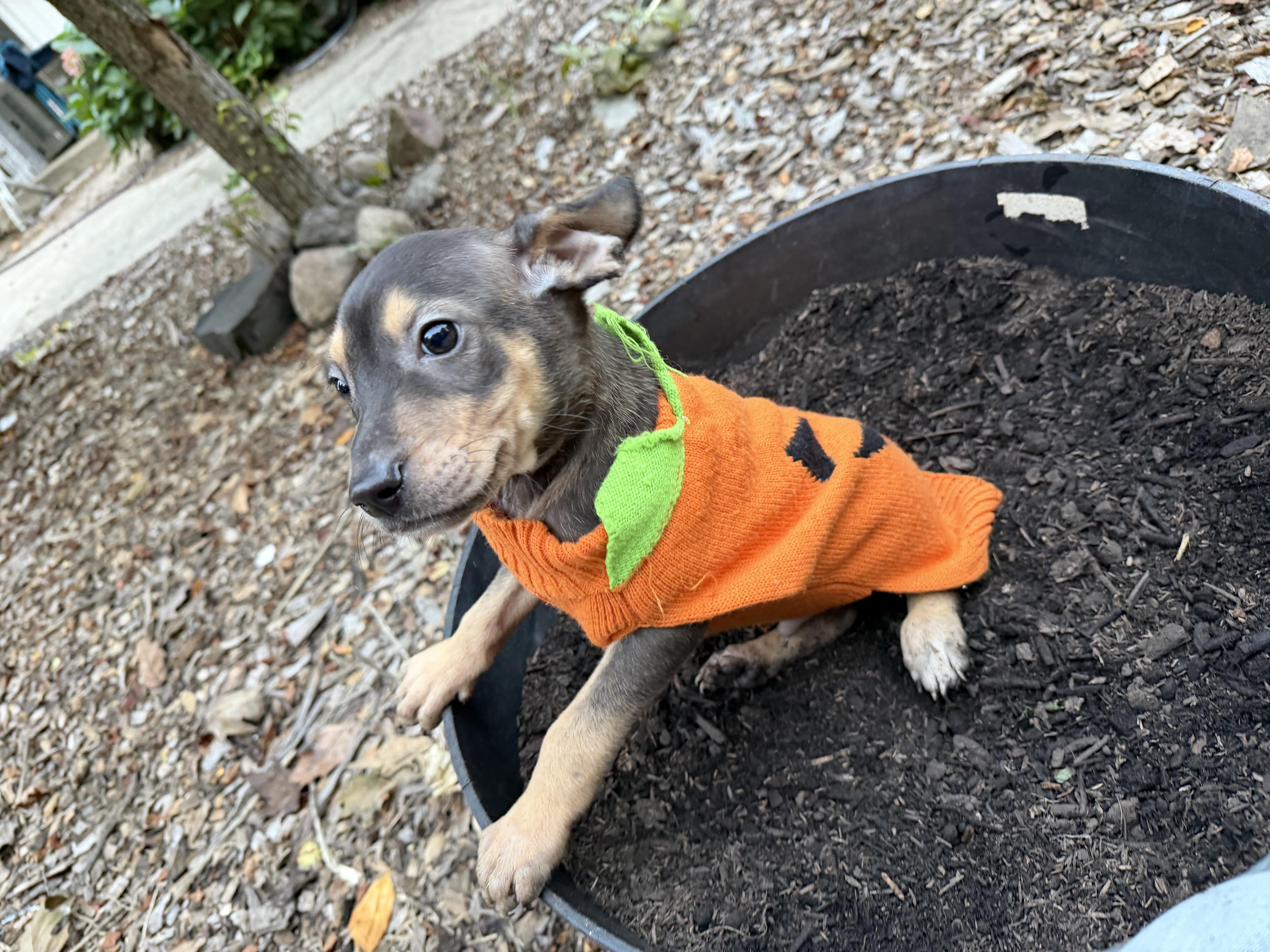 Ritz, Adoptable, Puppy Male Doberman Pinscher & Brittany Spaniel.