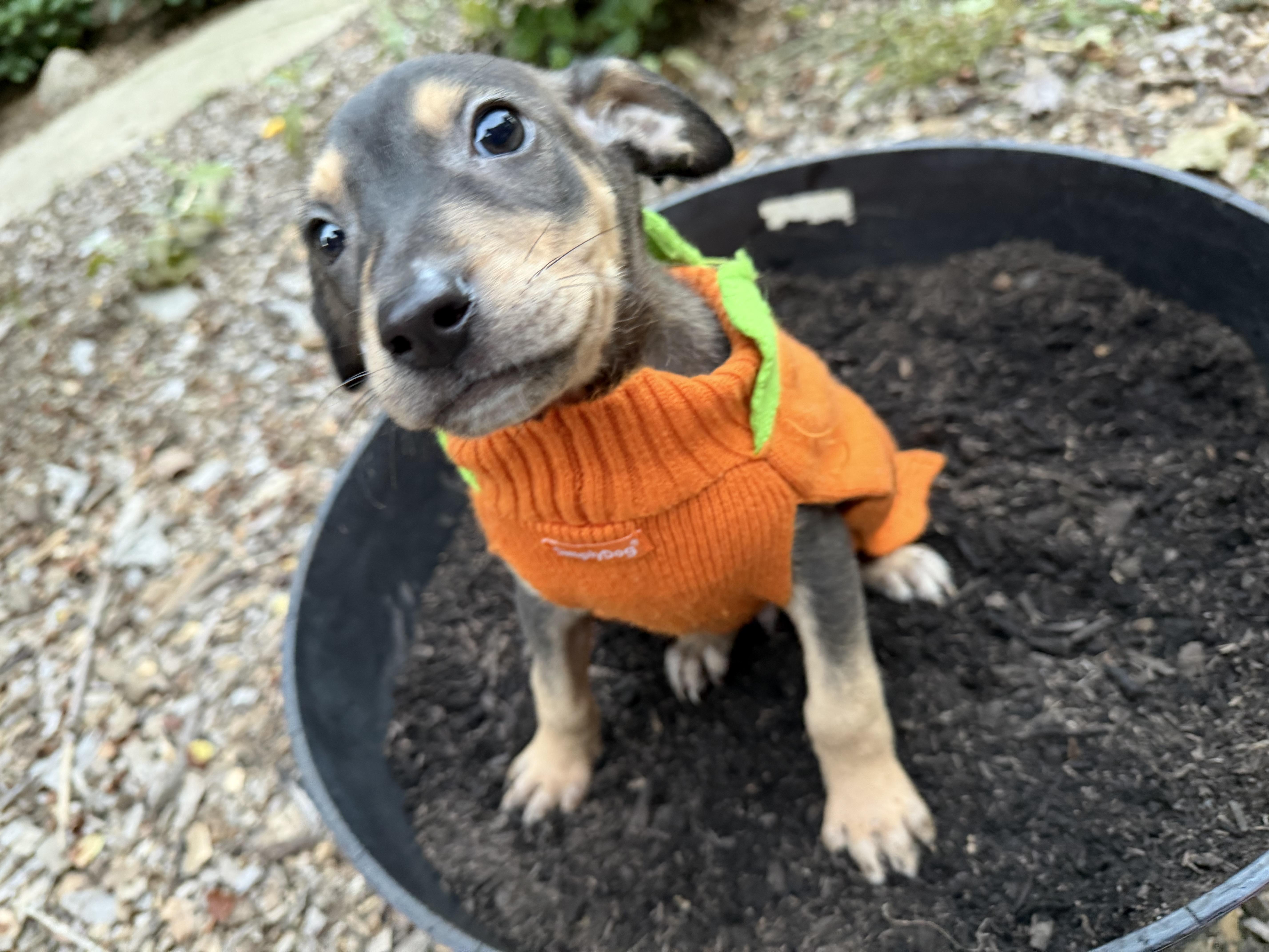 Enlarge Ritz, a Adoptable mixed breed in fennville, MI image 3/6