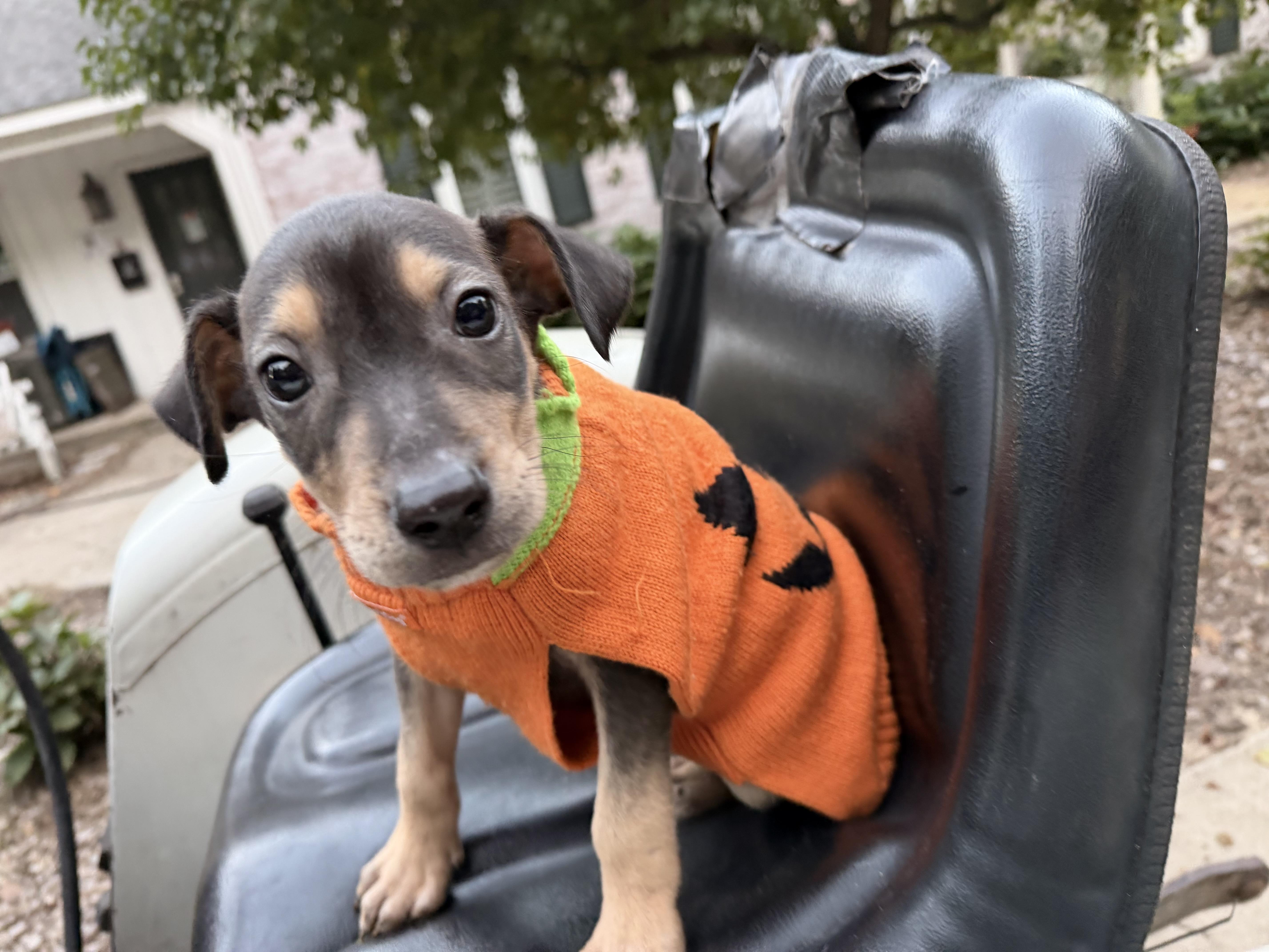 Enlarge Ritz, a Adoptable mixed breed in fennville, MI image 6/6