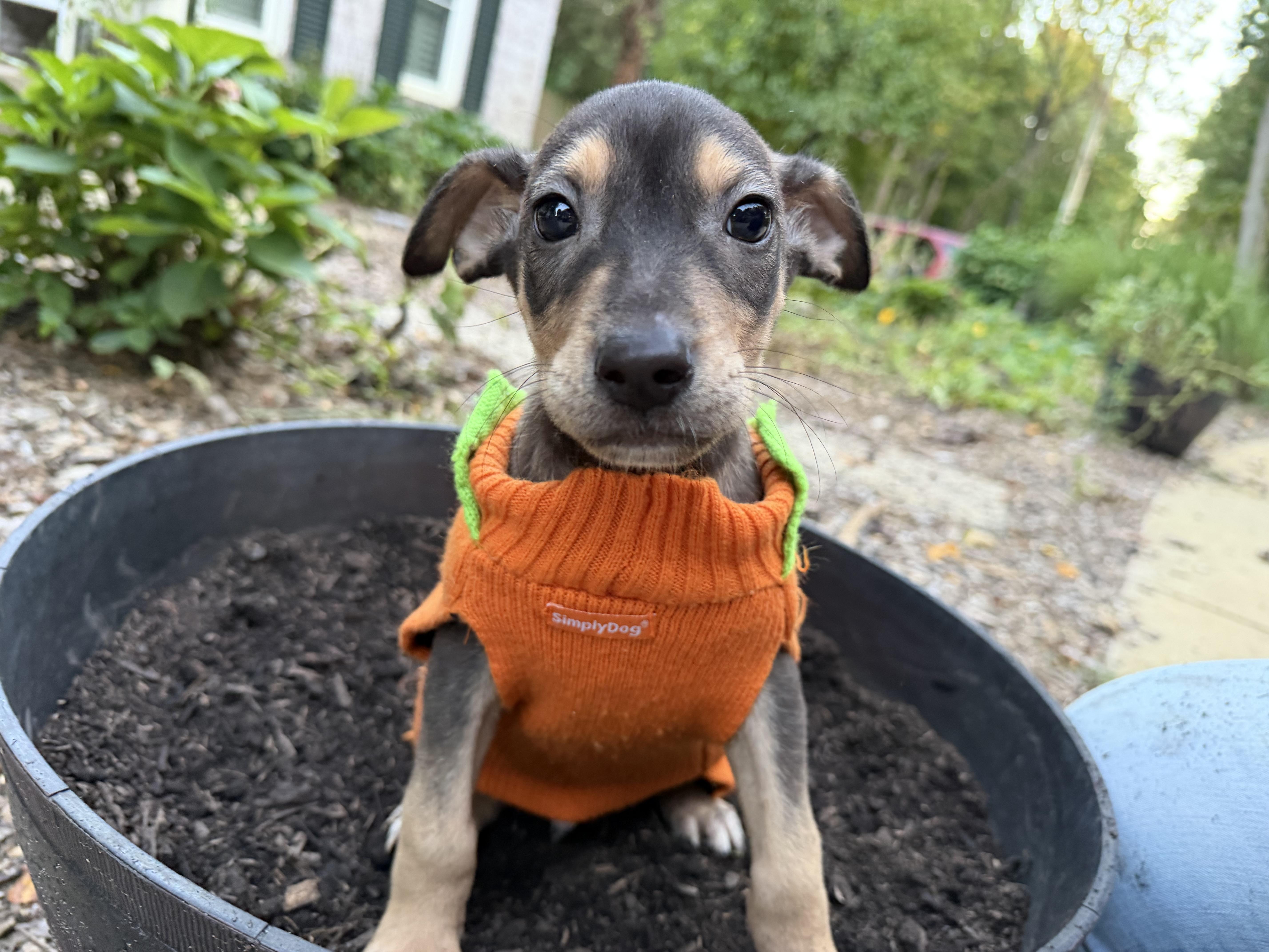 Enlarge Ritz, a Adoptable mixed breed in fennville, MI image 4/6