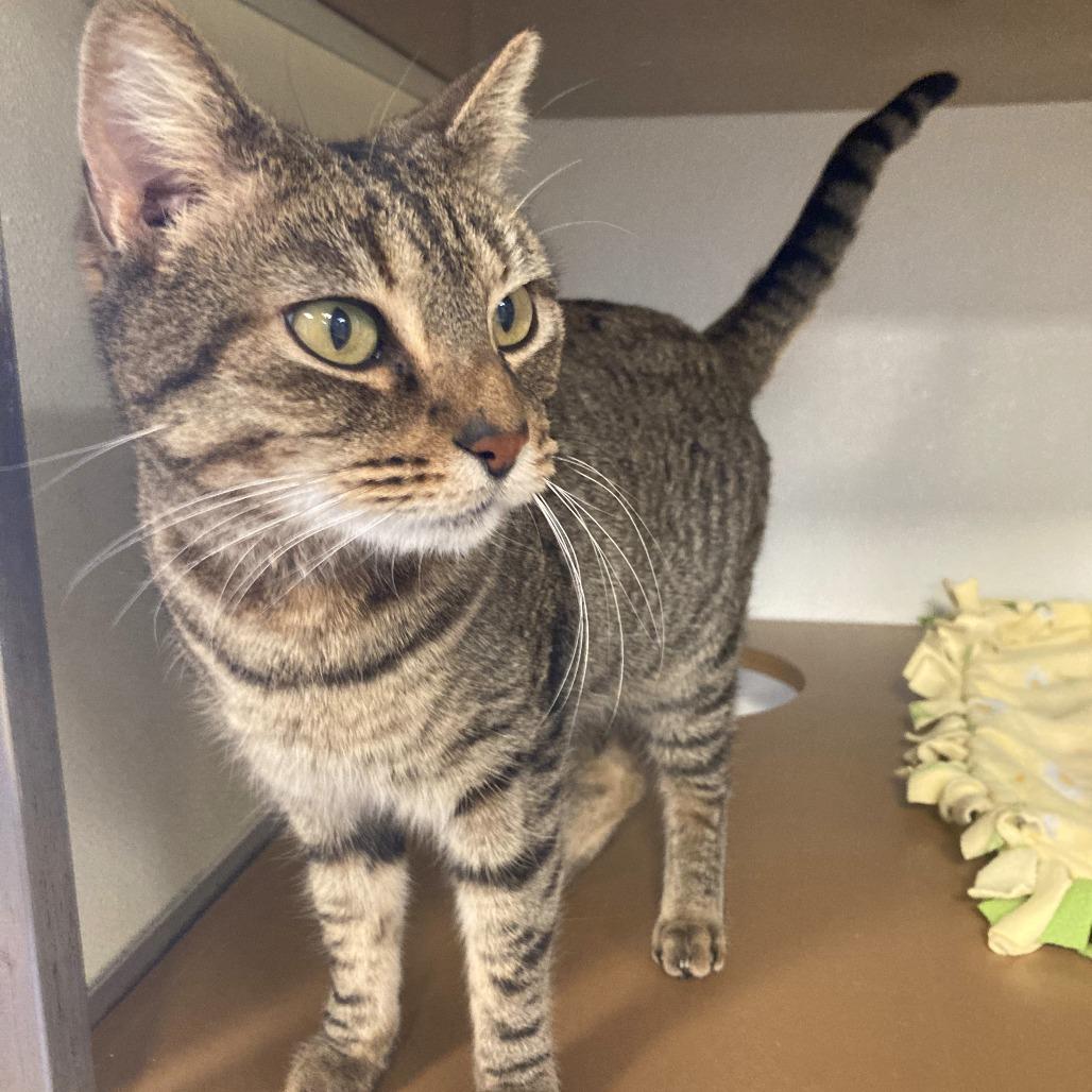 Enlarge Cleopatra, a Adoptable Domestic Short Hair in Tempe, AZ image 1/3