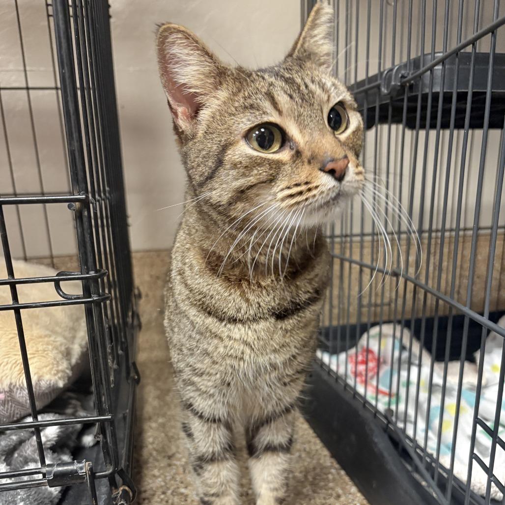 Enlarge Cleopatra, a Adoptable Domestic Short Hair in Tempe, AZ image 2/3