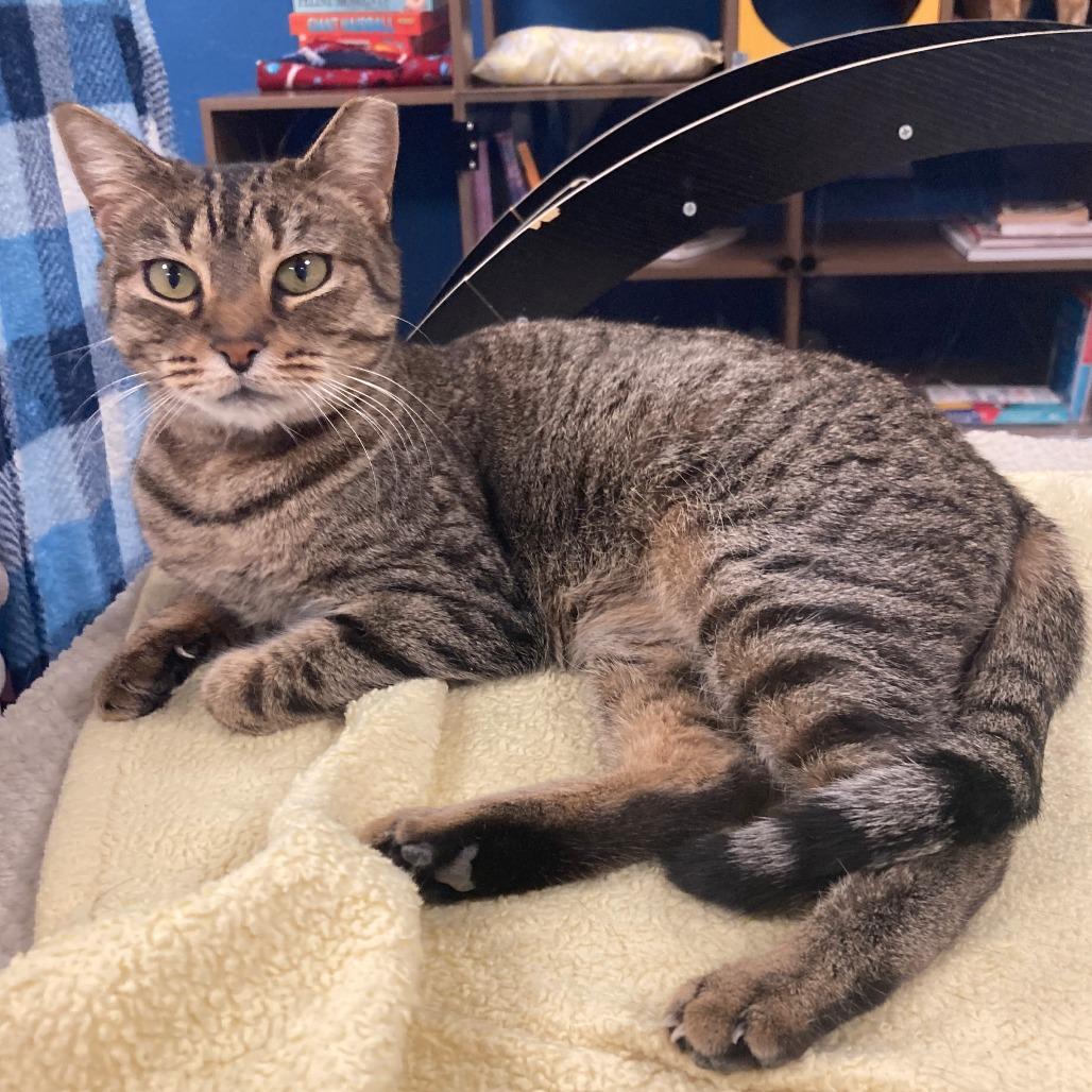 Enlarge Cleopatra, a Adoptable Domestic Short Hair in Tempe, AZ image 3/3