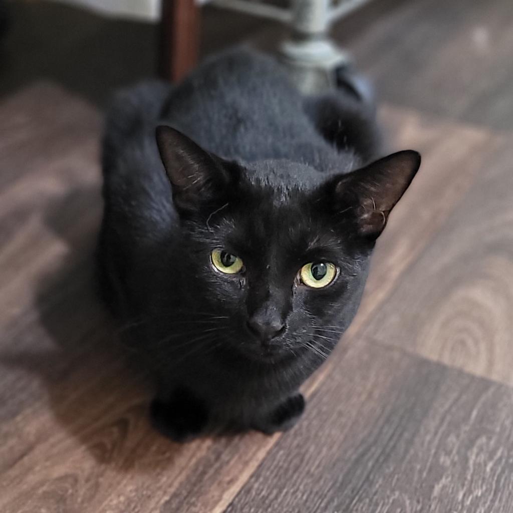 Enlarge Raven 2022, a Adoptable Domestic Short Hair in Bensalem, PA image 1/2