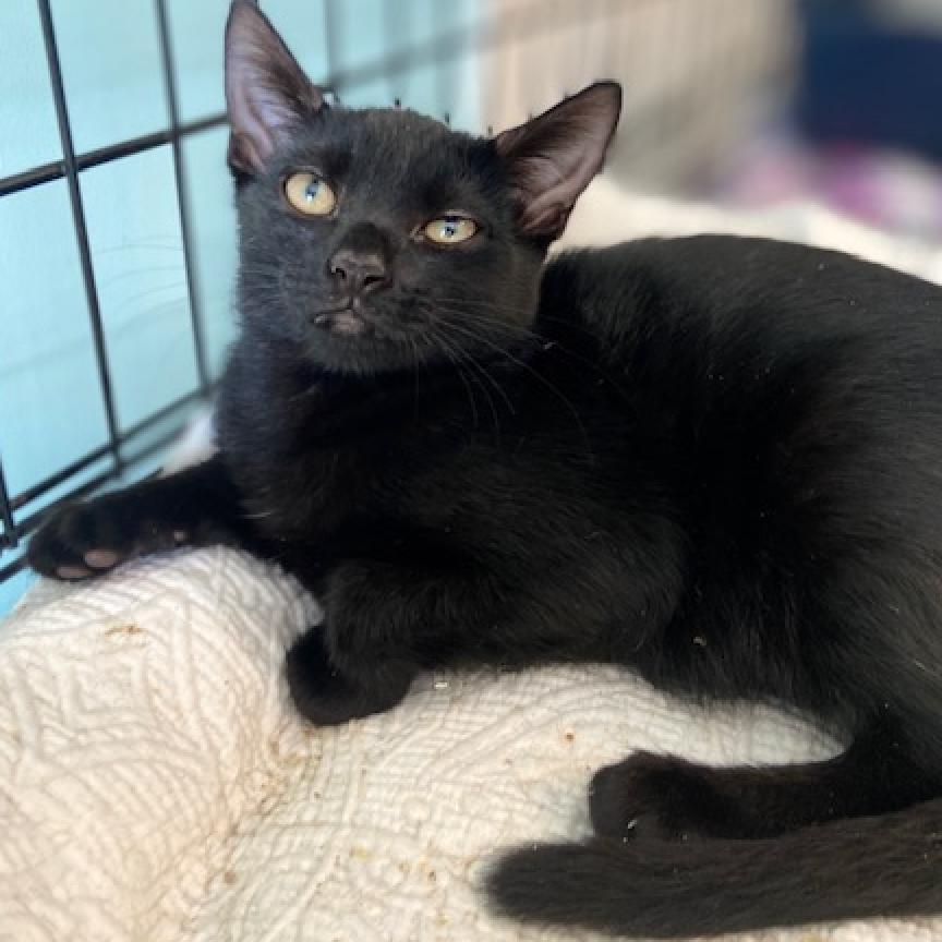 Enlarge Raven 2022, a Adoptable Domestic Short Hair in Bensalem, PA image 2/2