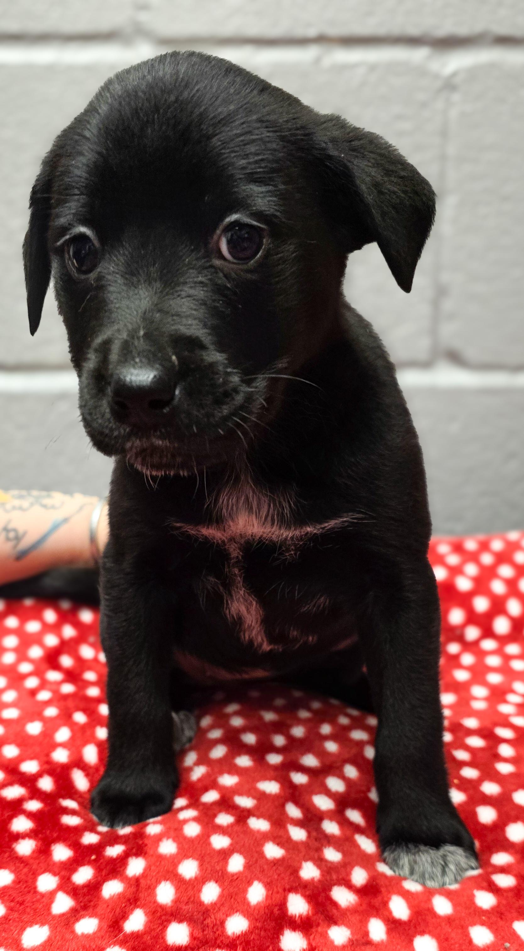 Enlarge Bells, an adopted mixed breed in Tumwater , WA image 3/3