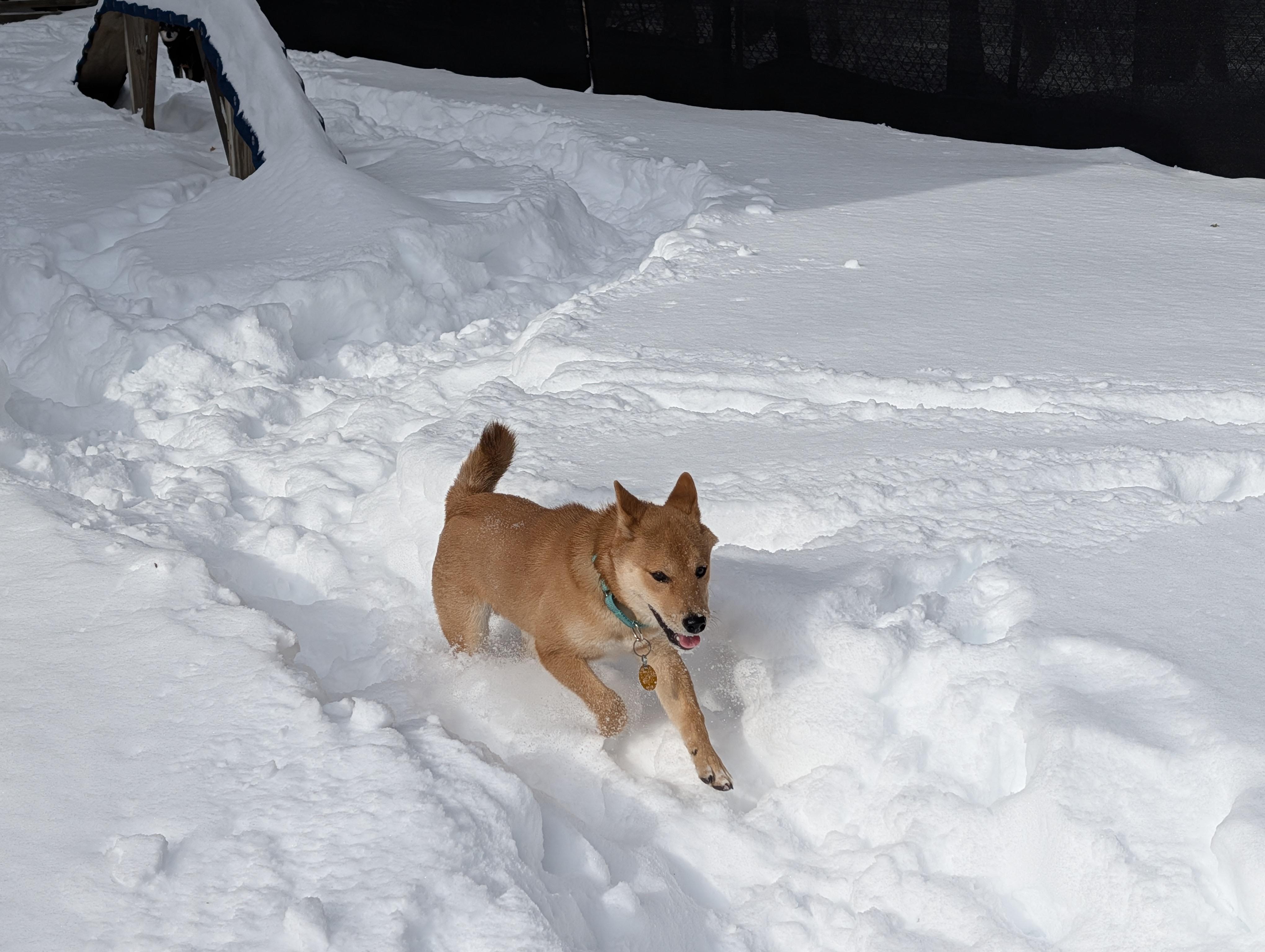 Enlarge Noodle, an adopted Shiba Inu in Warwick, RI image 2/6