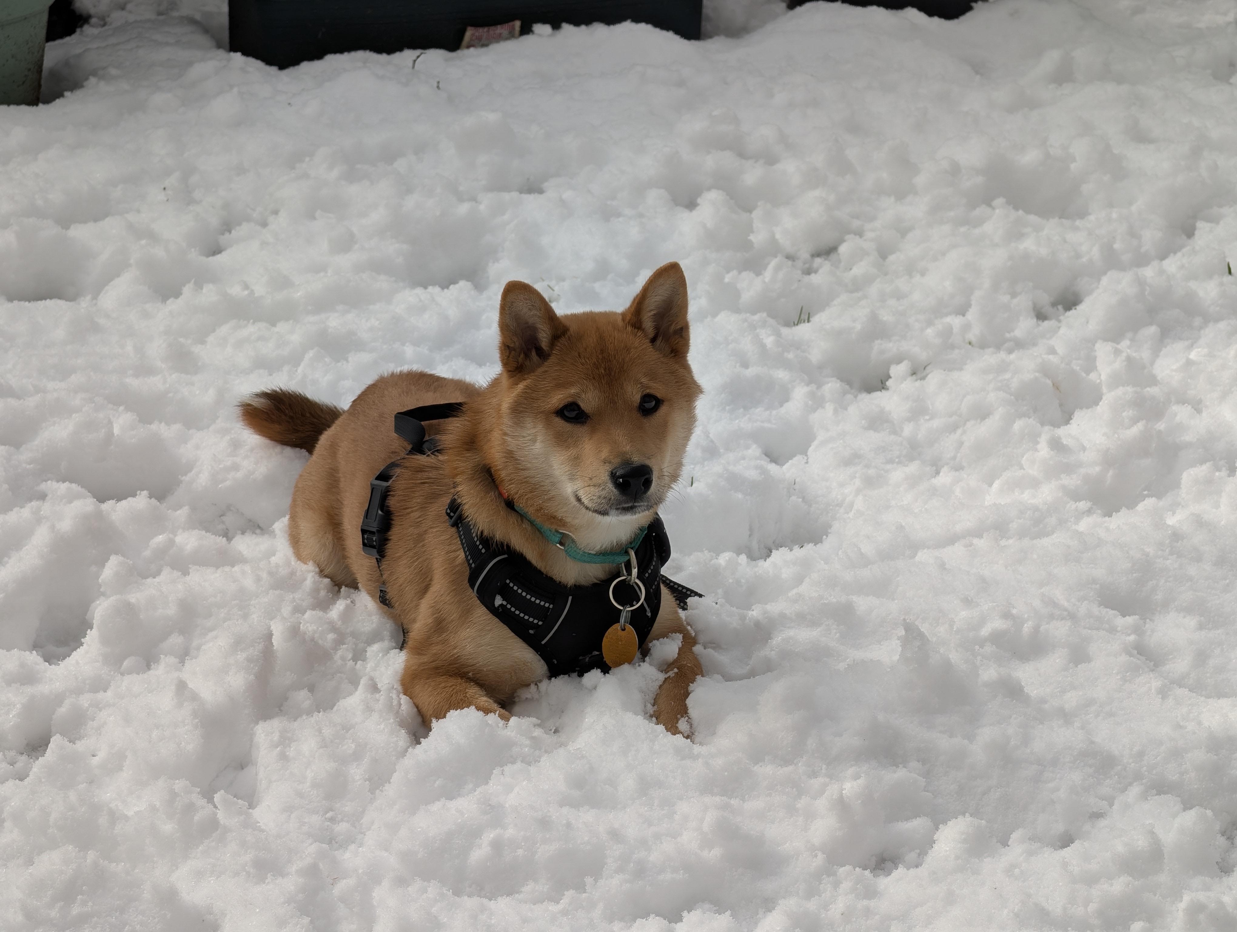 Enlarge Noodle, an adopted Shiba Inu in Warwick, RI image 5/6