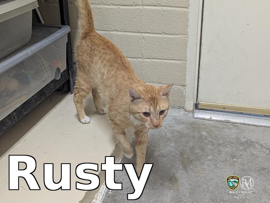 Rusty, Adoptable, Adult Male Domestic Short Hair.