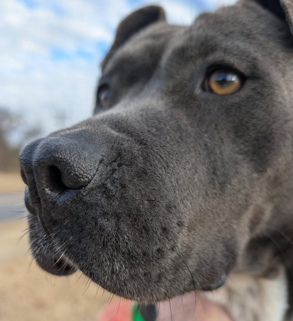 Honey Bun, a Adoptable mixed breed in Fort Mill, SC image 1/6