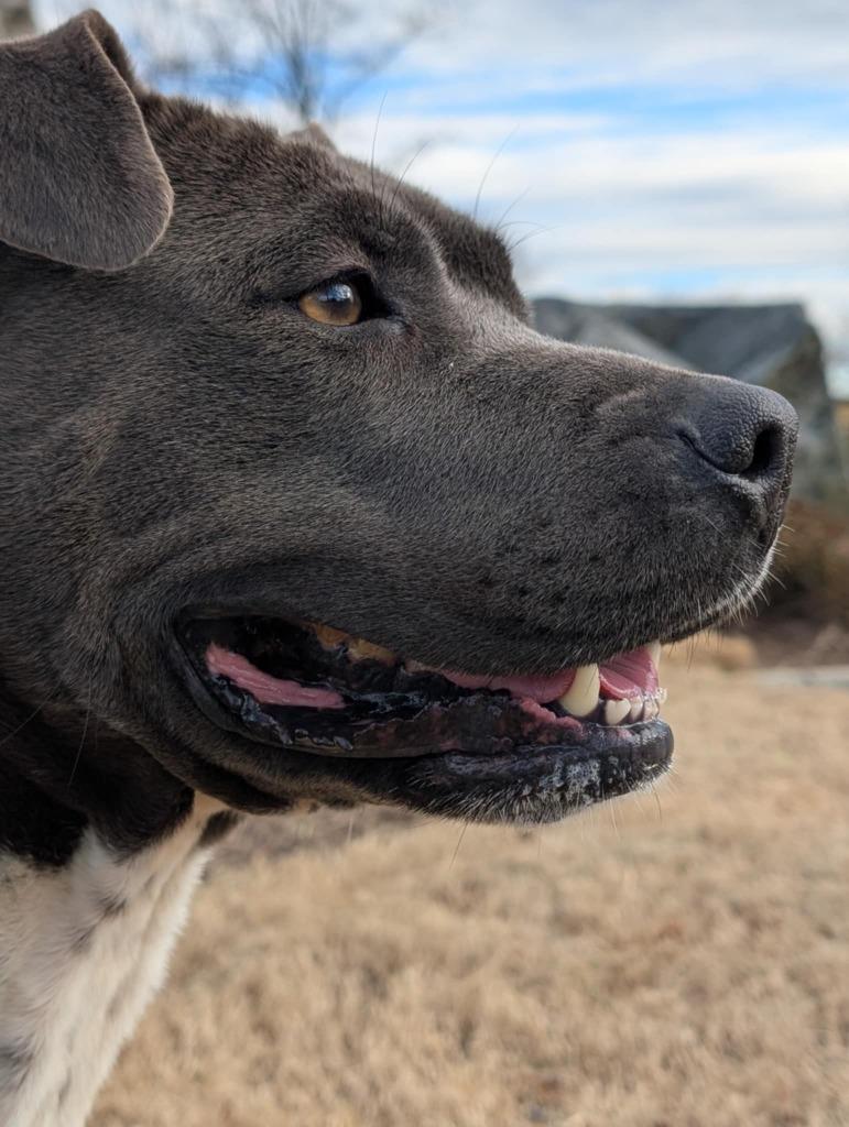 Honey Bun, a Adoptable mixed breed in Fort Mill, SC image 2/6