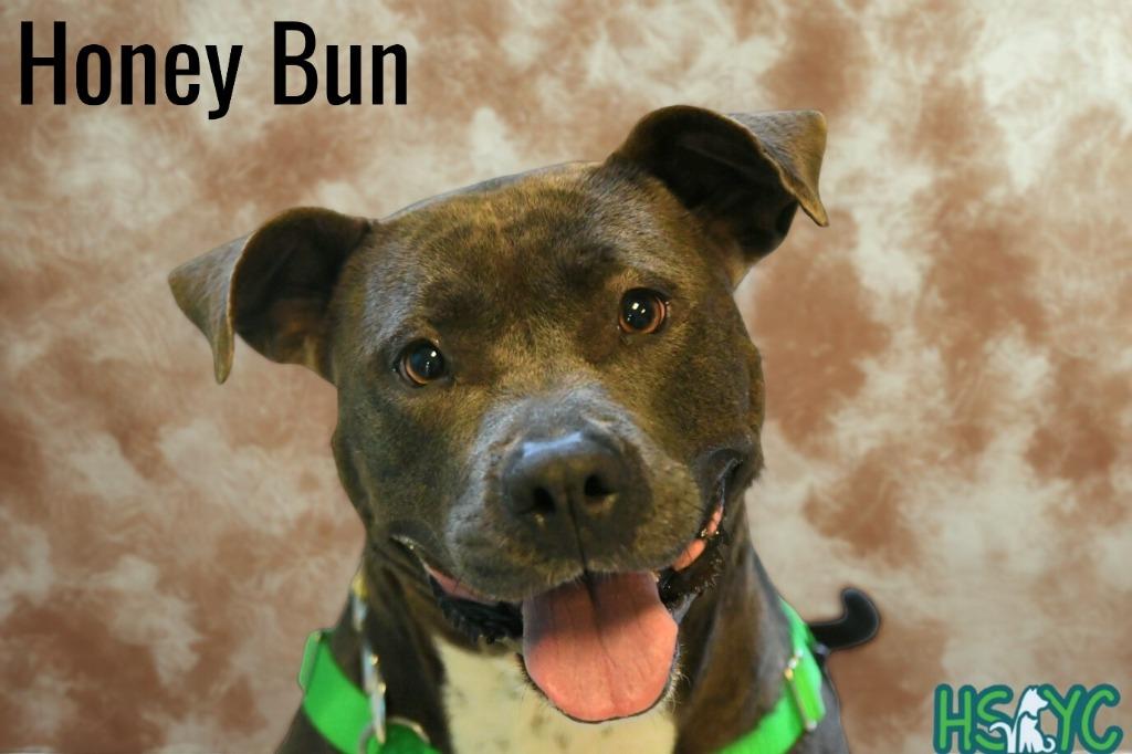 Honey Bun, a Adoptable mixed breed in Fort Mill, SC image 3/6