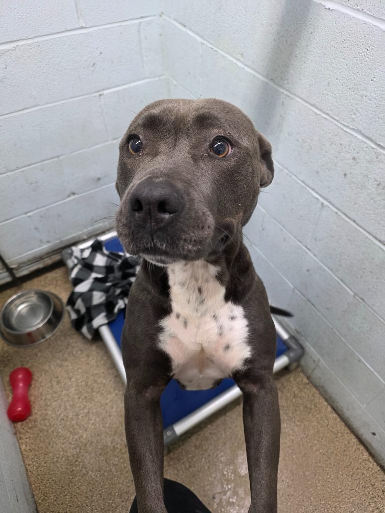 Honey Bun, a Adoptable mixed breed in Fort Mill, SC image 4/6