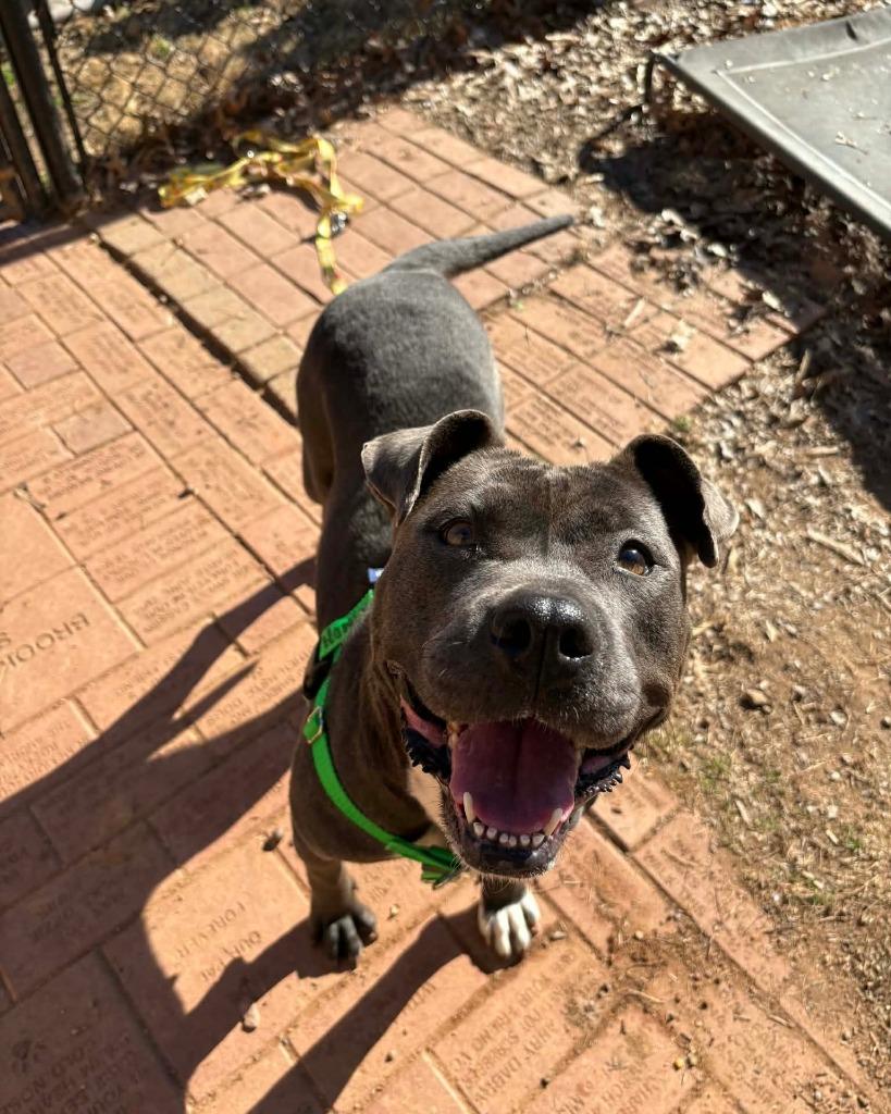 Honey Bun, a Adoptable mixed breed in Fort Mill, SC image 5/6