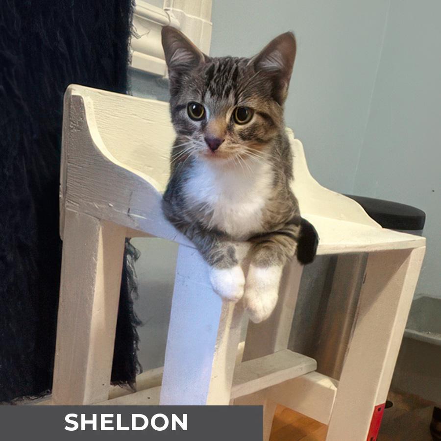 Enlarge Sheldon, an adoptable Domestic Short Hair in Etobicoke, ON image 2/3