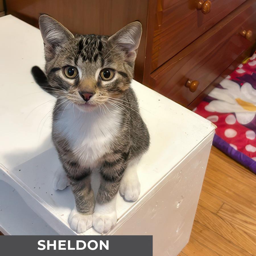Enlarge Sheldon, an adoptable Domestic Short Hair in Etobicoke, ON image 1/3