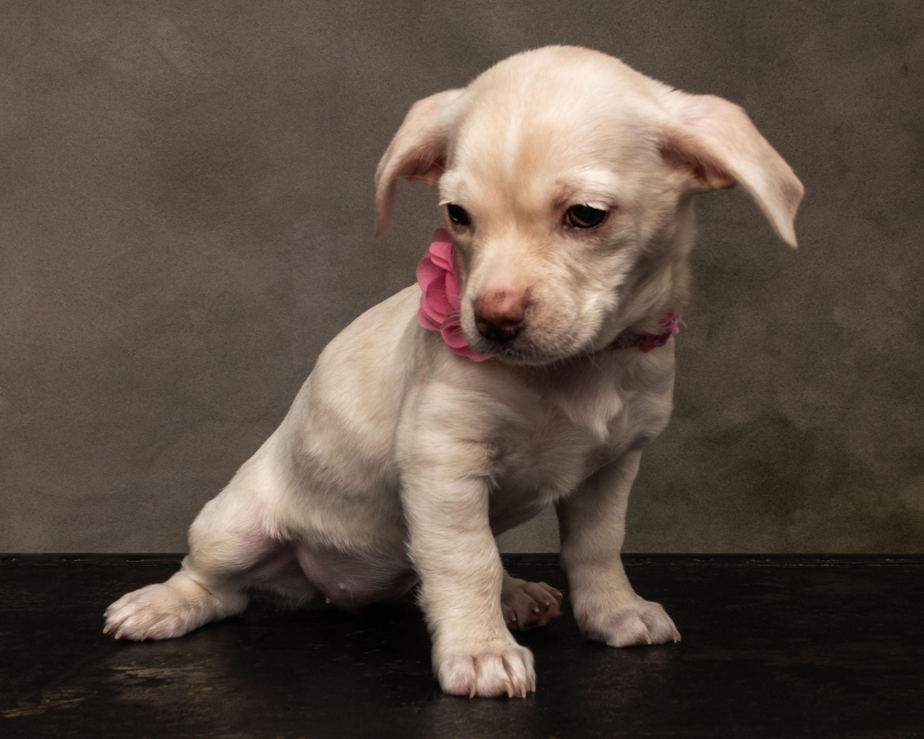 Enlarge Gaia, a Adopted mixed breed in Aiken, SC image 3/4