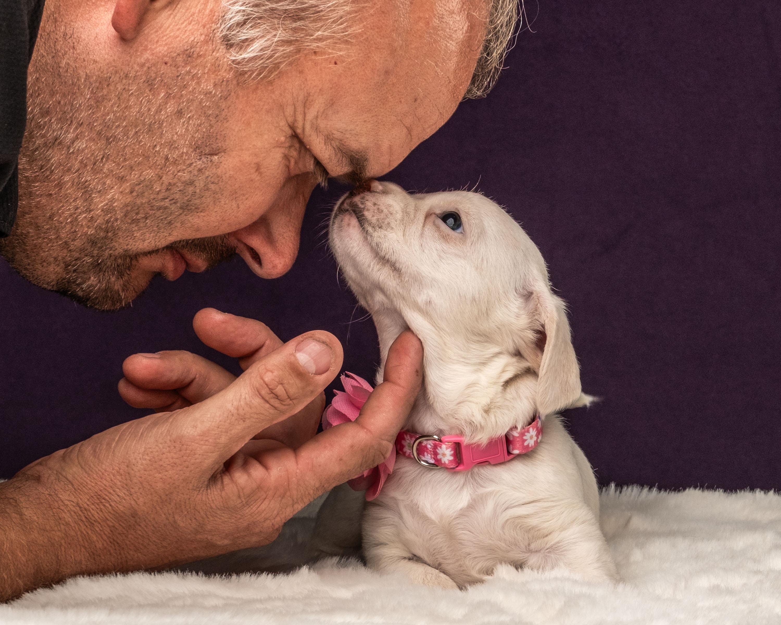 Gaia, Adoptable, Puppy Female Shih Tzu & Chihuahua.