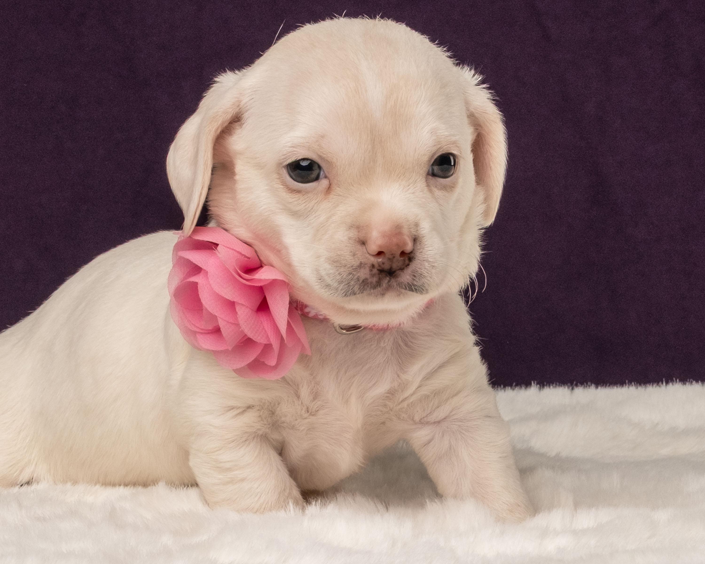 Gaia, a Adoptable mixed breed in Aiken, SC image 2/6