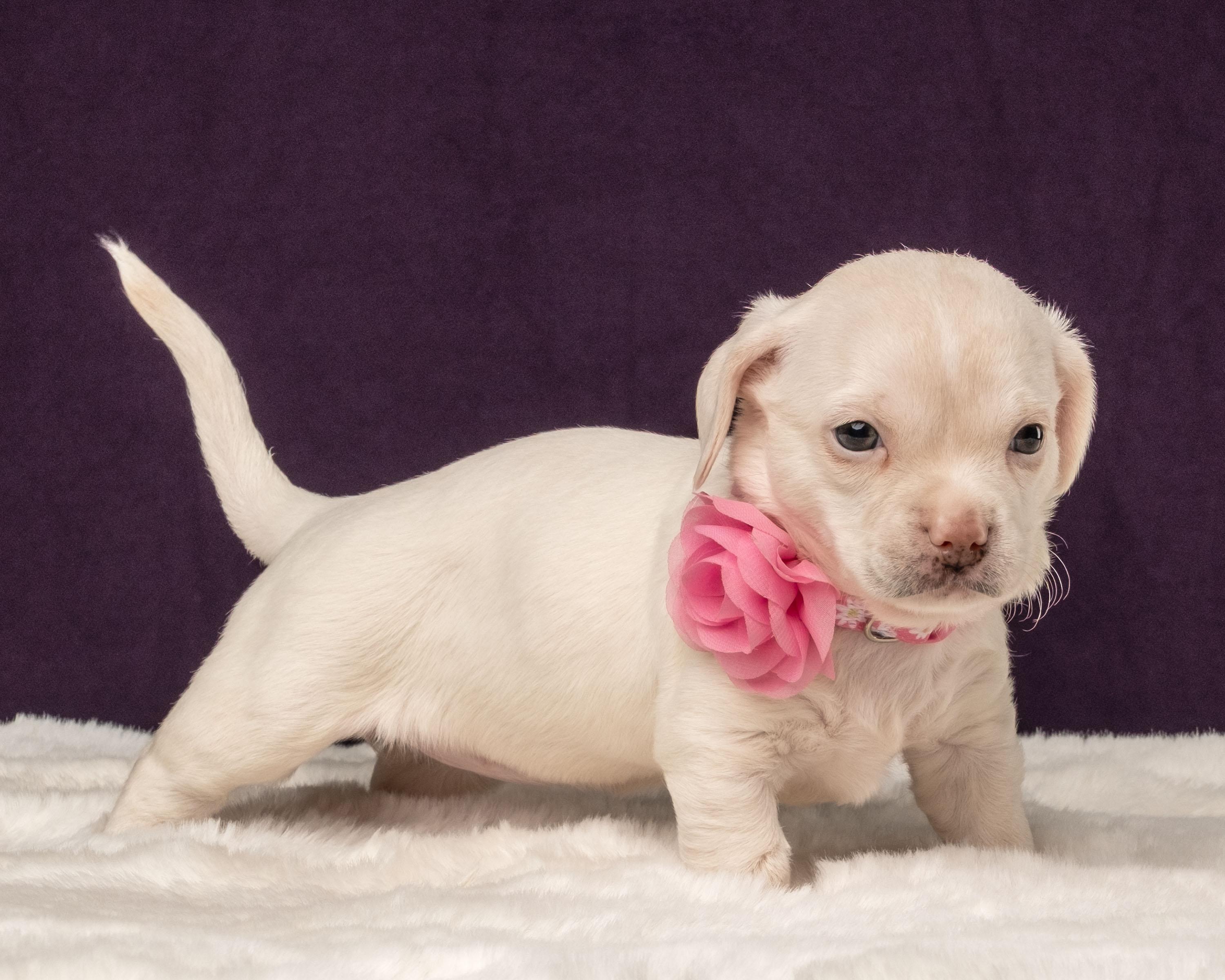 Gaia, a Adoptable mixed breed in Aiken, SC image 3/6