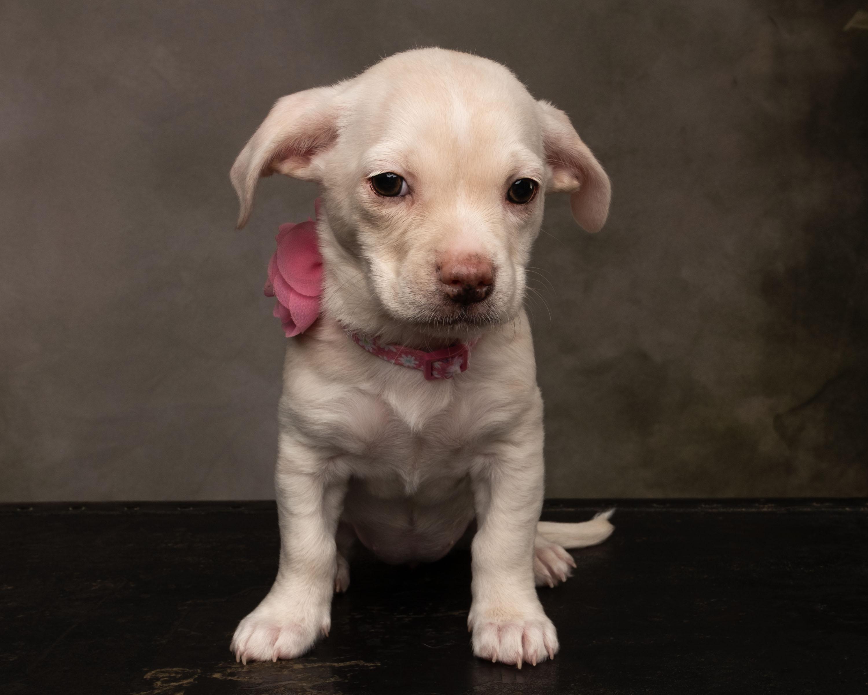 Enlarge Gaia, a Adopted mixed breed in Aiken, SC image 1/4