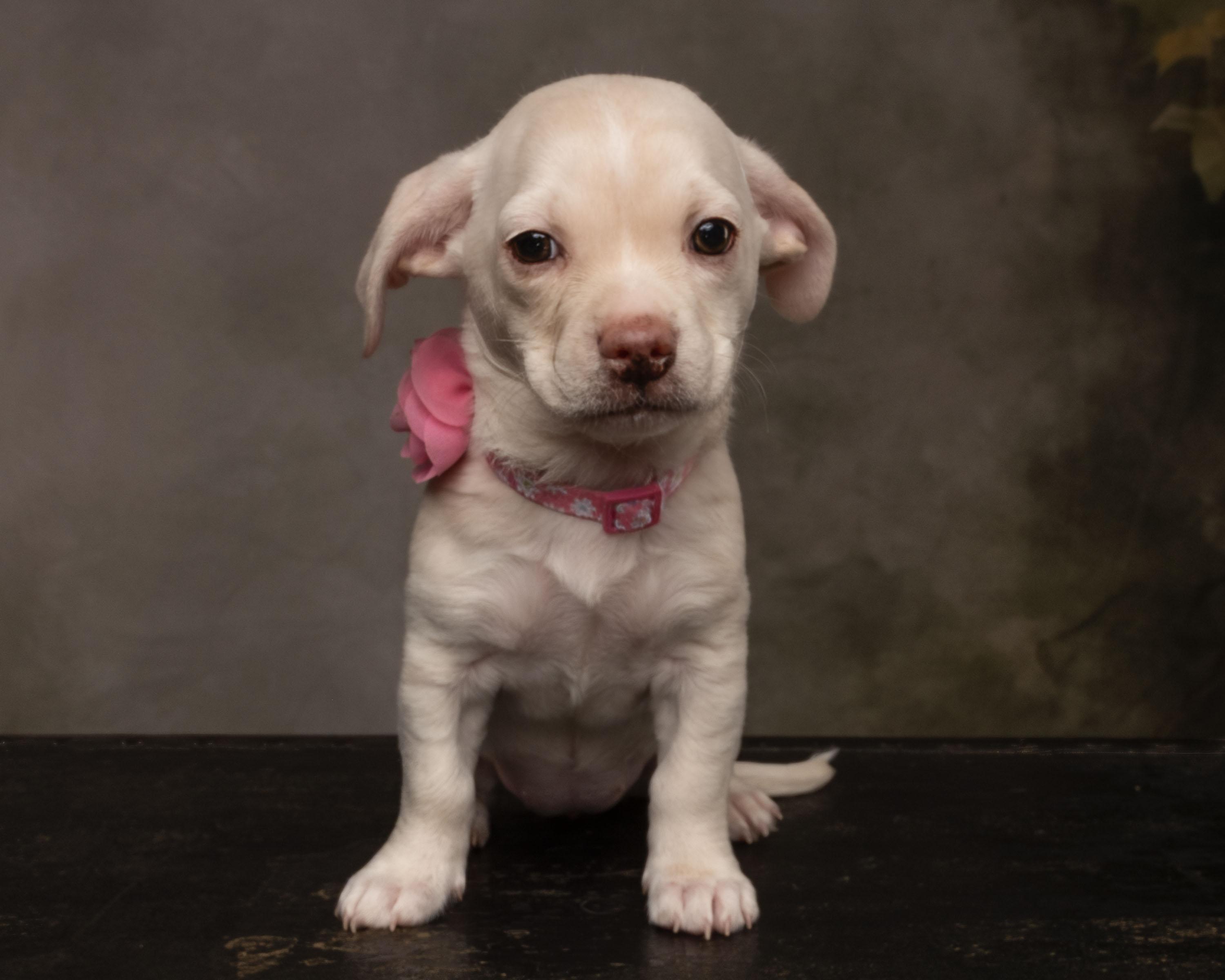 Enlarge Gaia, a Adopted mixed breed in Aiken, SC image 2/4
