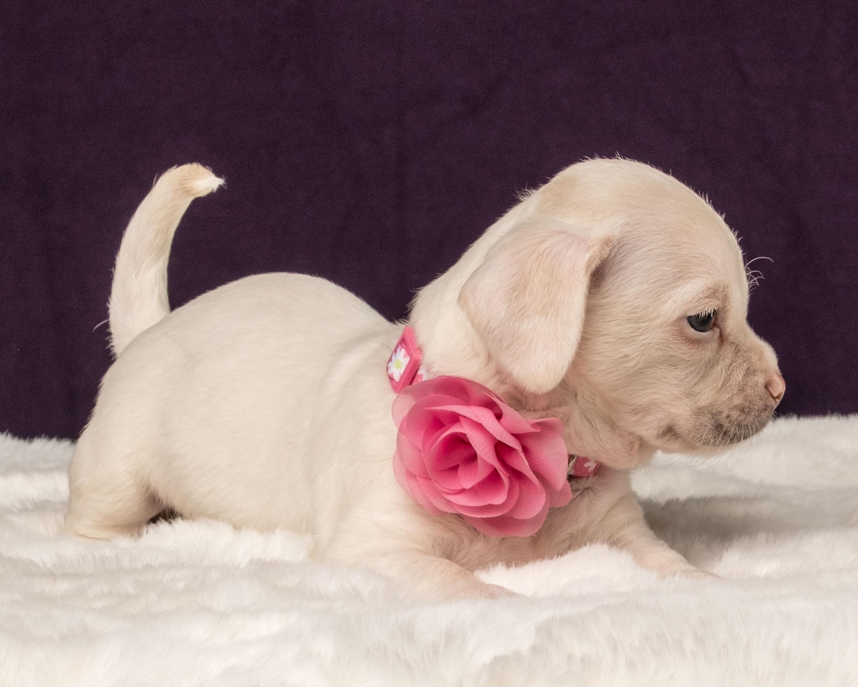 Gaia, a Adoptable mixed breed in Aiken, SC image 5/6