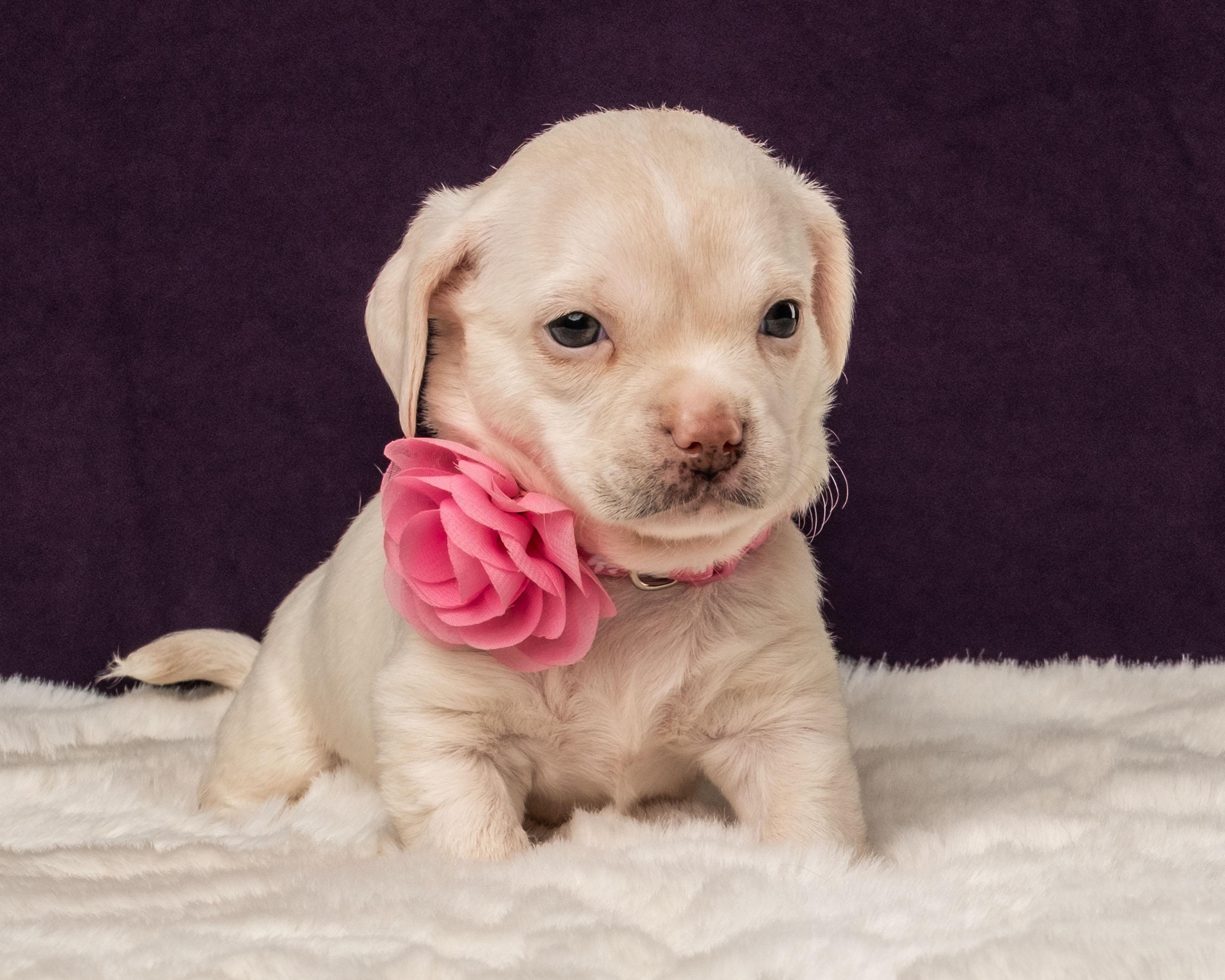Gaia, a Adoptable mixed breed in Aiken, SC image 4/6