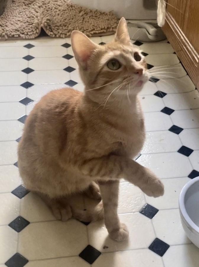 Clementine thumbnail 2