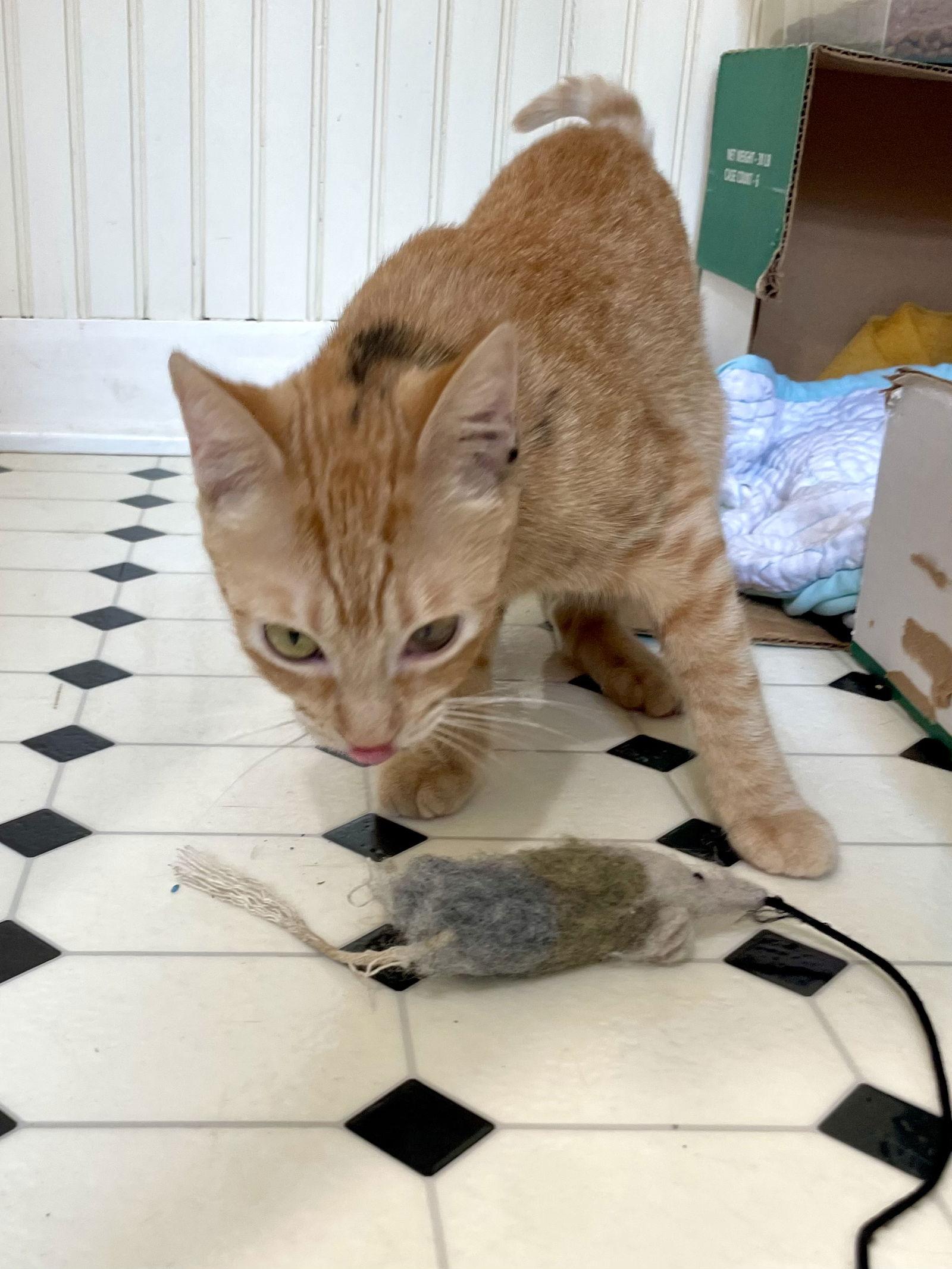 Clementine thumbnail 3