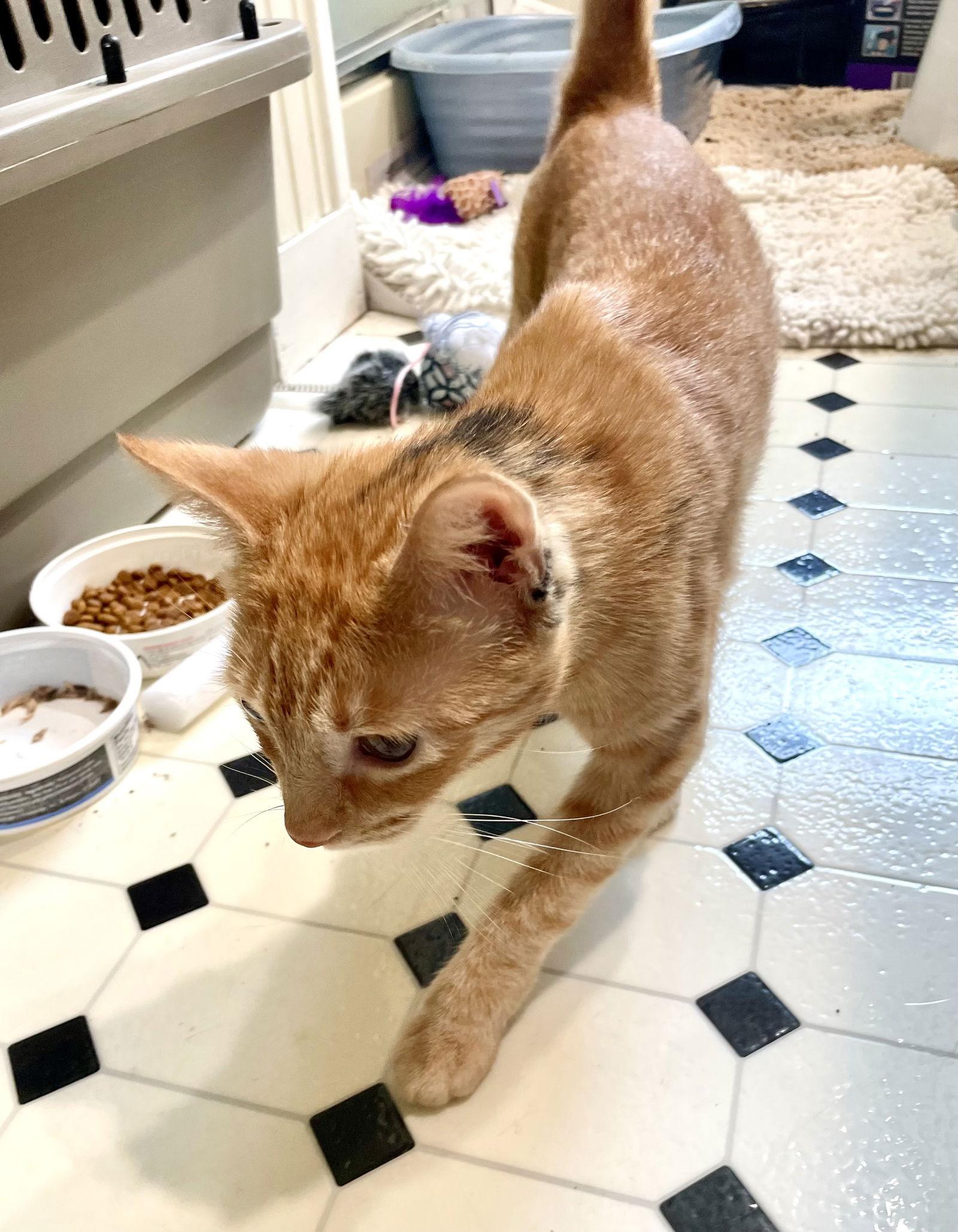 Clementine thumbnail 4