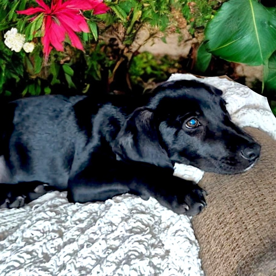Dog for adoption Pickles, a Black Labrador Retriever Mix in Encinitas